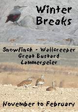 birding vacation europe spain winter wallcreeper ad